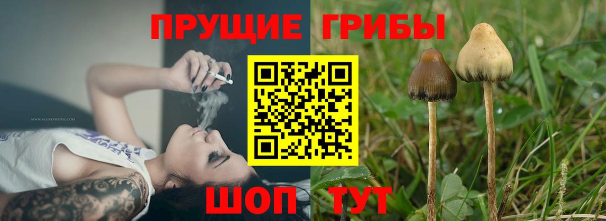 Псилоцибиновые грибы мицелий Магнитогорск